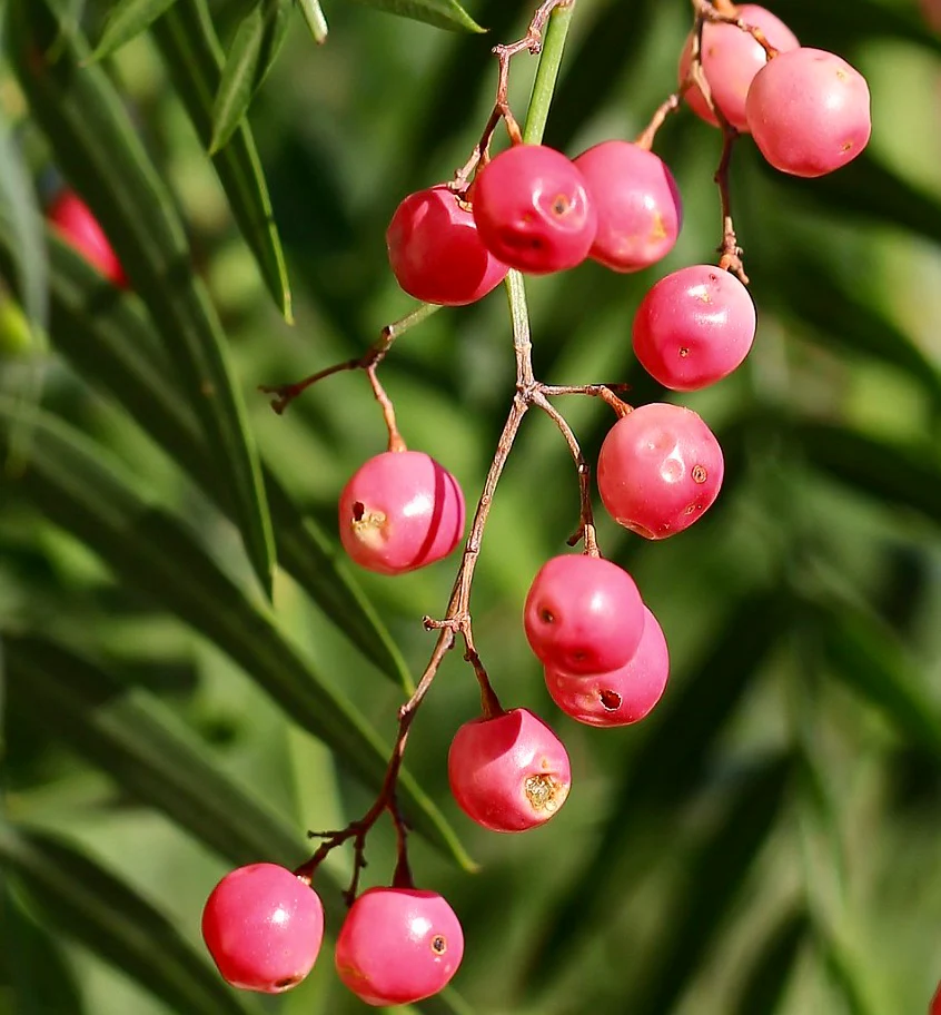 Falso Pimiento - Vista 3